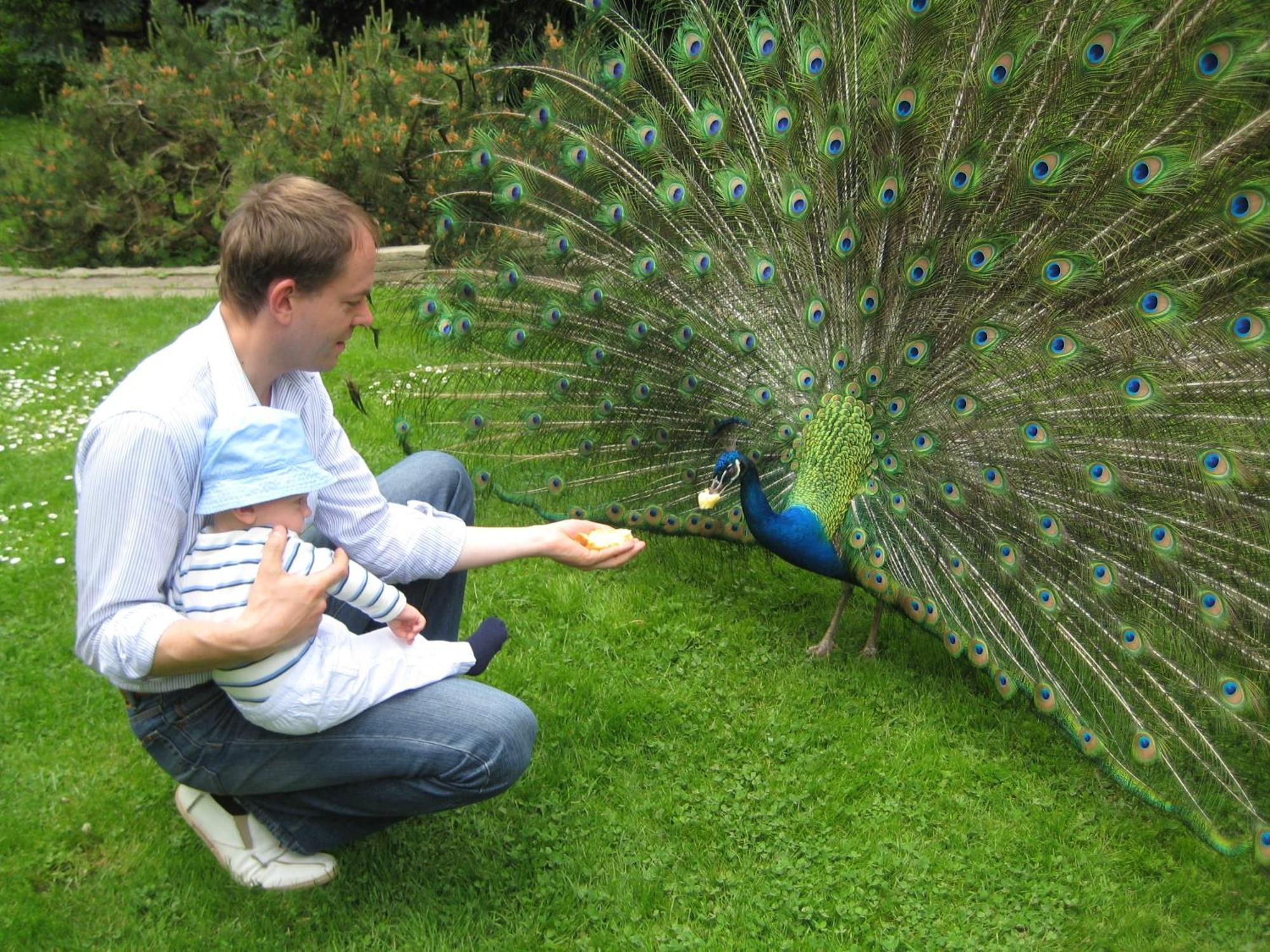 Harzer Feriengarten Quedlinburg Esterno foto